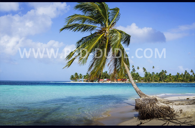 Sand Beach Tropical Island