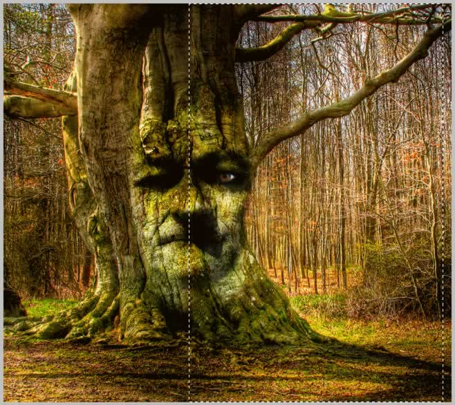 Tree Face Photoshop Tutorial