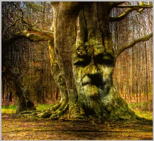 Tree Face Photoshop Tutorial