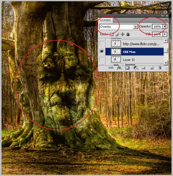 Tree Face Photoshop Tutorial