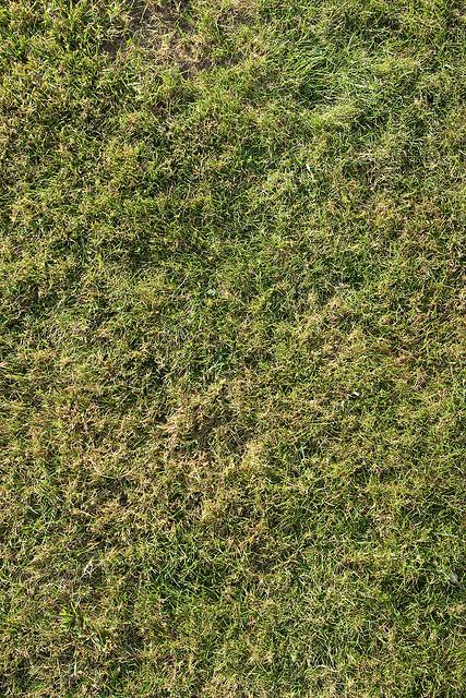 Grass
 Texture 1 by jamessnape photoshop resource collected by psd-dude.com from flickr