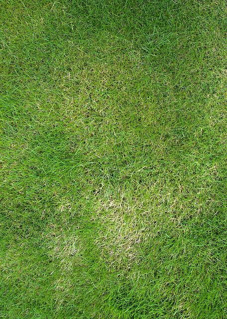 Grass
 Texture by profilerehab photoshop resource collected by psd-dude.com from flickr