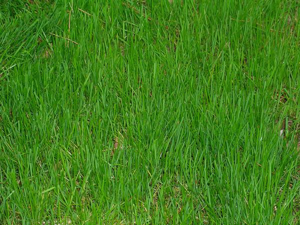 grass by nealandcandy photoshop resource collected by psd-dude.com from flickr