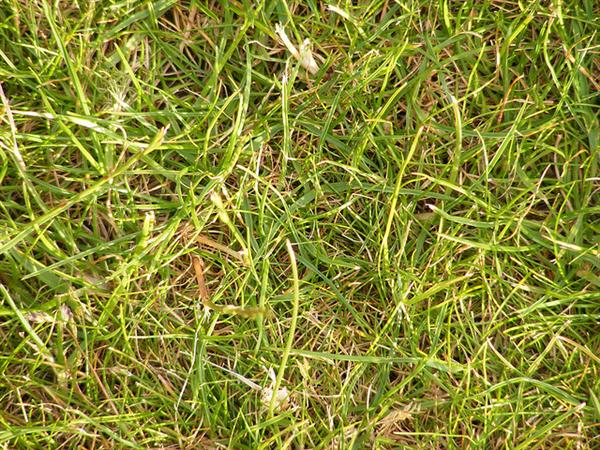 Grass by mtraboe photoshop resource collected by psd-dude.com from flickr