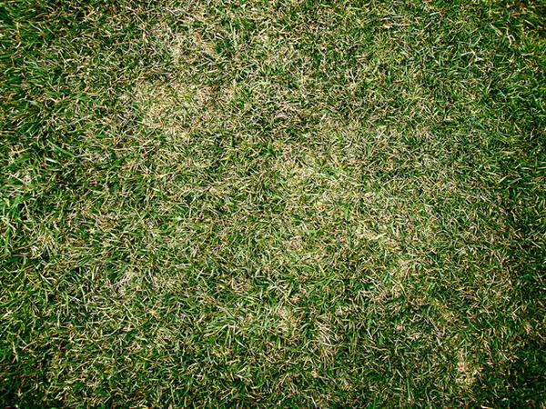 Neat Grass
 Texture by jcwighton photoshop resource collected by psd-dude.com from flickr