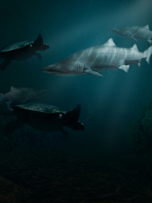 Create a Shark Underwater Scene In Photoshop