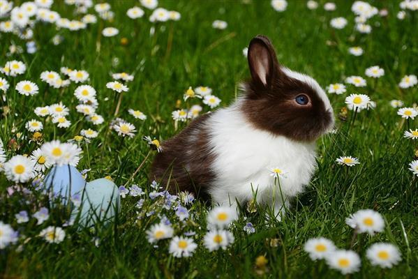Cute Easter Bunny Free Stock Image
