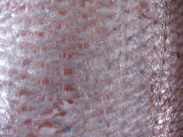 Stock Fish Scale Texture