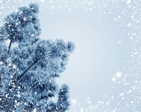 Snow Christmas Tree Holiday Frost Background