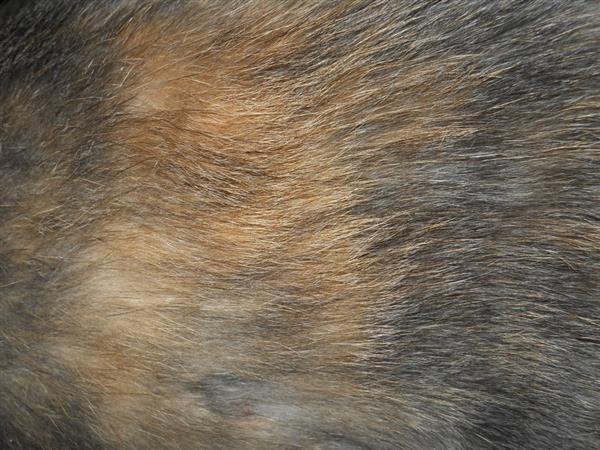 Cat Fur Texture 3 by Orangen-Stock photoshop resource collected by psd-dude.com from deviantart
