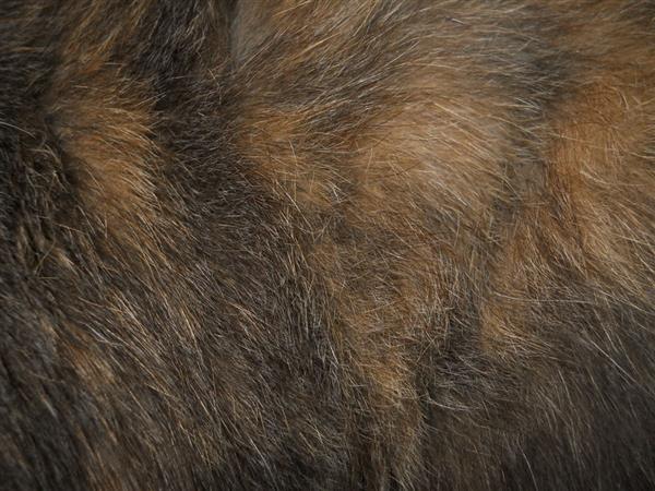 Cat Fur Texture 4 by Orangen-Stock photoshop resource collected by psd-dude.com from deviantart