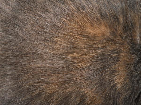 Cat Furry Texture