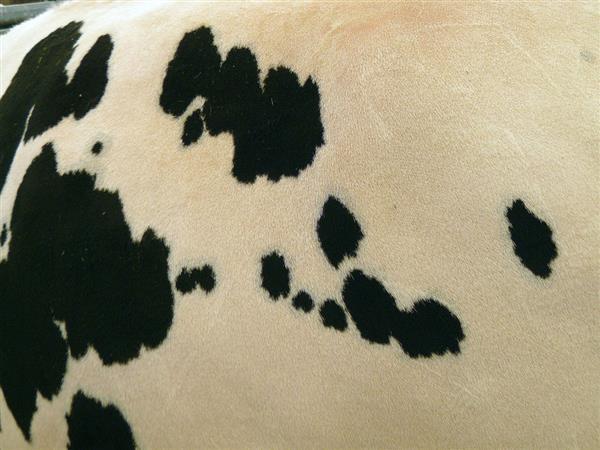 Cow Fur Skin