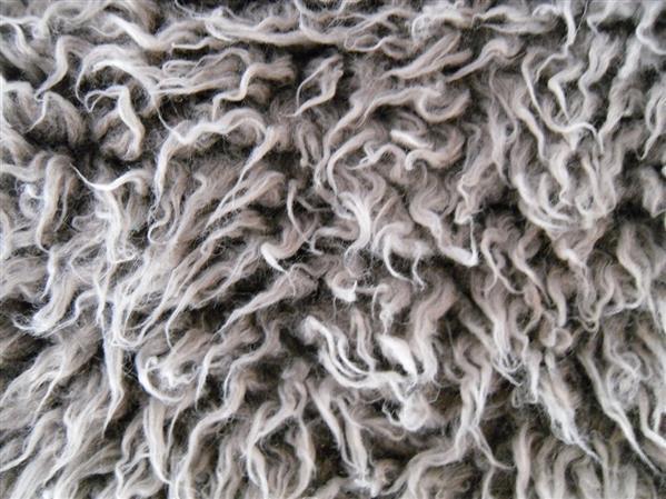 Curly Fur Sheep Texture Free
