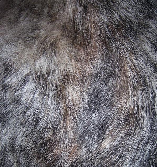 Dog Fur Texture Free Download