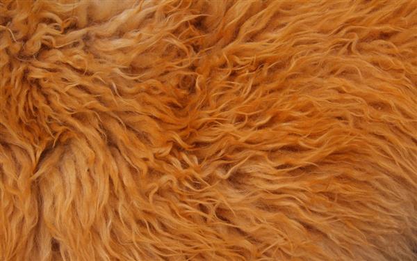 Fluffy Fur Texture
