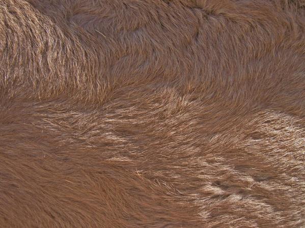 Fur camel texture