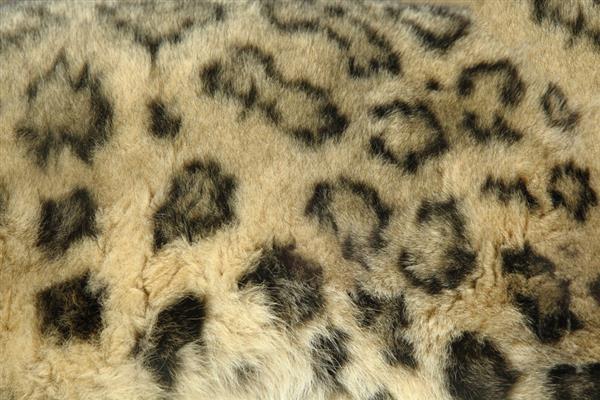 Fuzzy Wild Cat Fur Texture