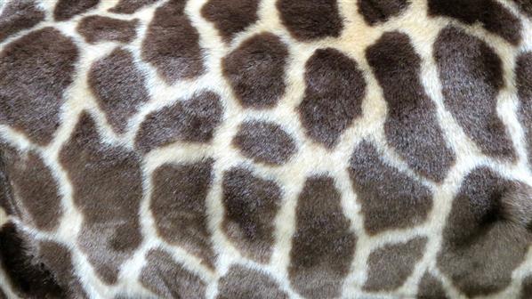 Giraffe Fur Texture Free Download