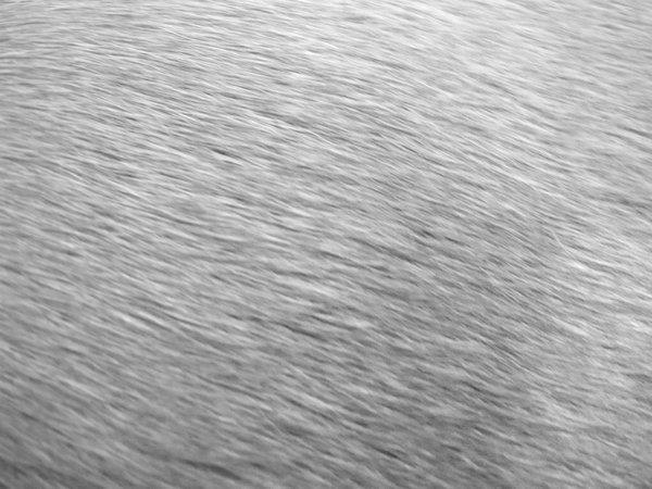 Grey Horse Fur Texture