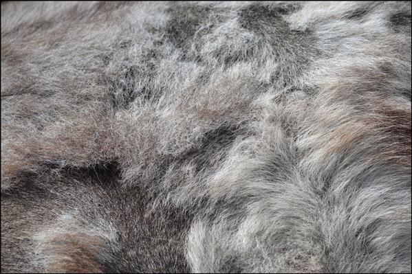 Horse Fur Texture background