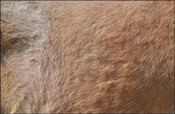 Horse Fur Texture Image