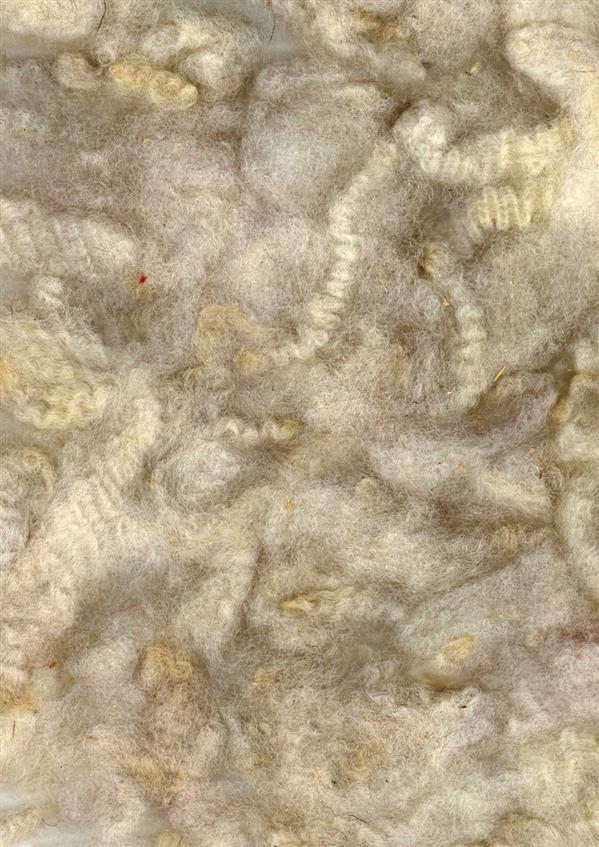 Sheep wool texture free