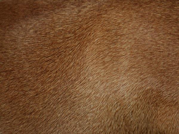 Short Hair Animal Fur texture