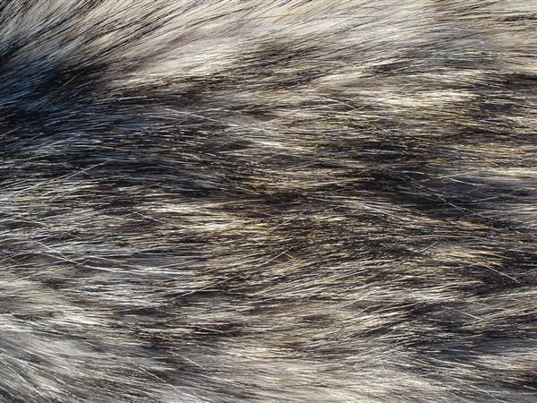 Wolf Fur Texture Free