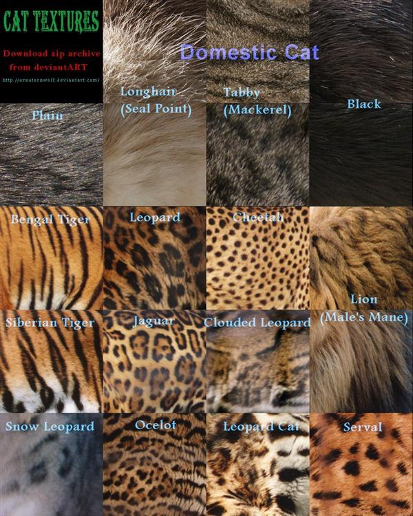 Feline Cats Fur Textures
