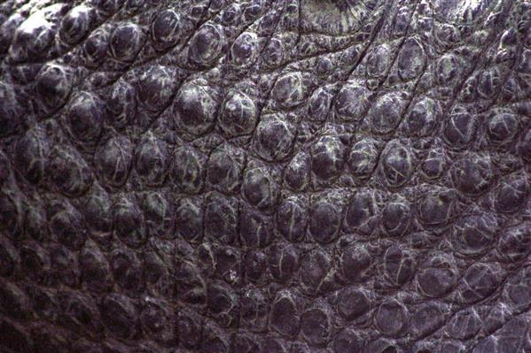 Gator Reptile Skin Texture