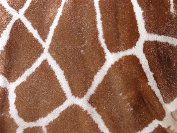 Giraffe Fur Texture by FantasyStock photoshop resource collected by psd-dude.com from deviantart