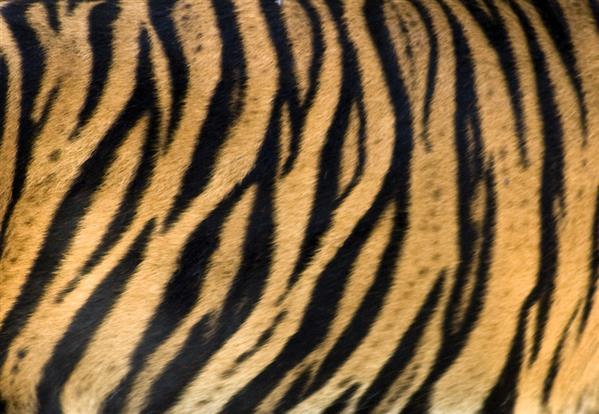 Sumatran Tiger Fur Texture