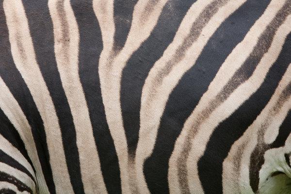 Zebra Skin Texture