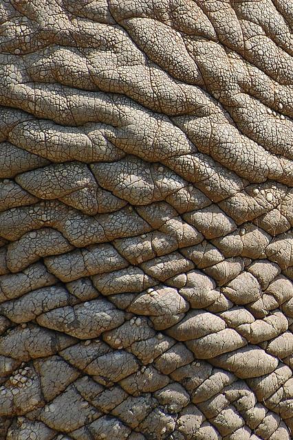 real
 elephant skin texture for layer by dg_pics photoshop resource collected by psd-dude.com from flickr