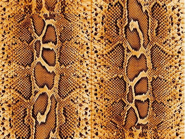 snake
 skin by mildak photoshop resource collected by psd-dude.com from deviantart