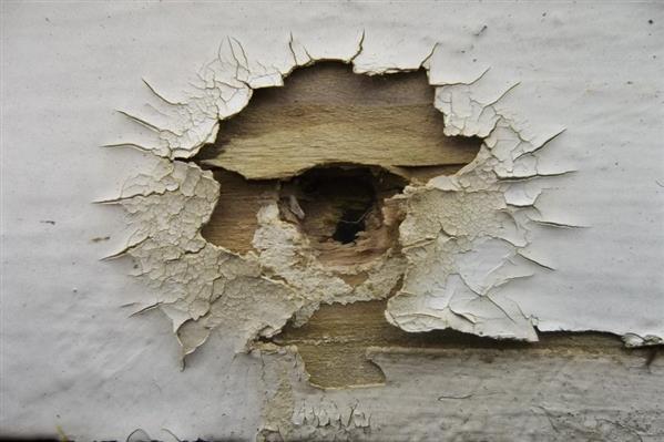 Peel and Crack Paint