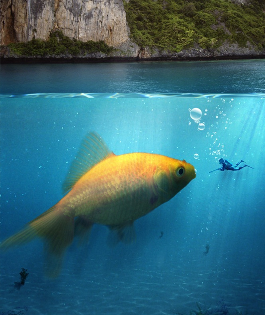 The Giant Goldfish Fantasy Photoshop Tutorial