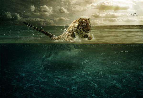 Tiger Leap in the Water Photoshop Manipulation