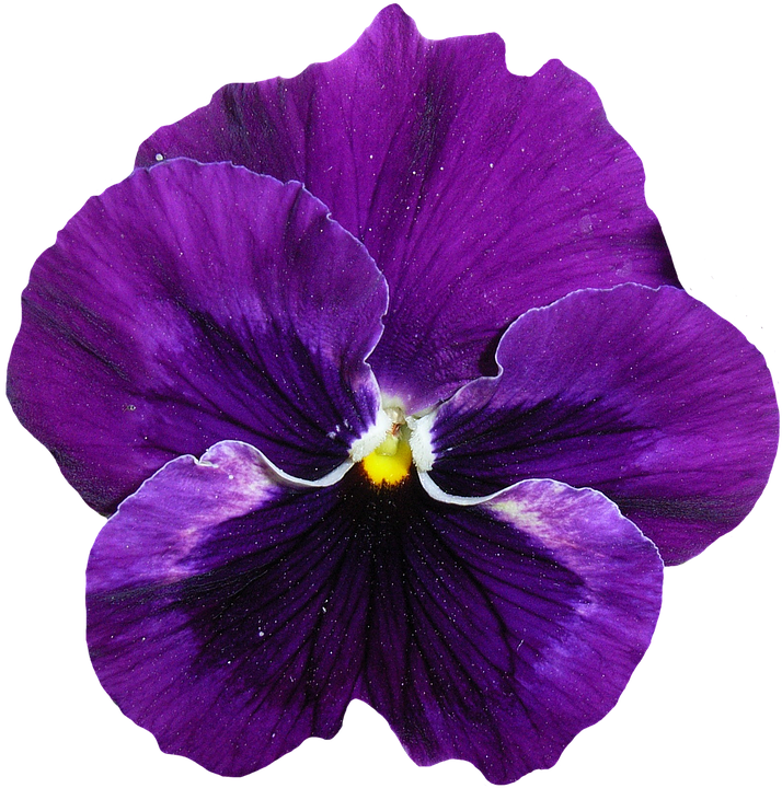 pansy flower cutout