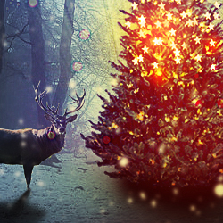 Magic Christmas Tree Photoshop Manipulation Tutorial