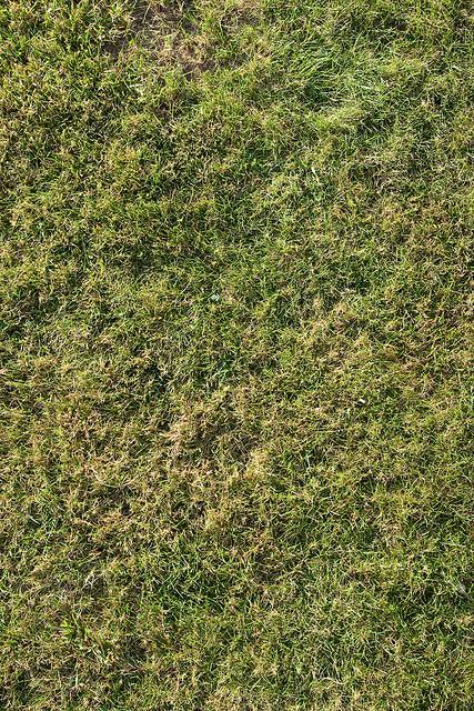 Grass
 Texture 1 by jamessnape photoshop resource collected by psd-dude.com from flickr