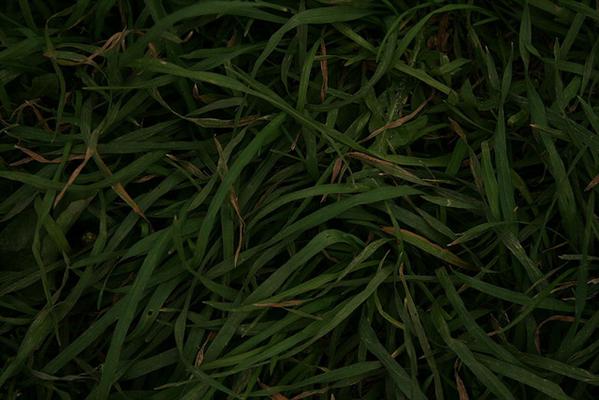 grass by toddsmithsalter photoshop resource collected by psd-dude.com from flickr