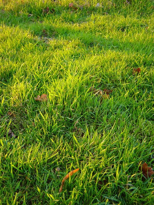 Grass by dgstock photoshop resource collected by psd-dude.com from deviantart