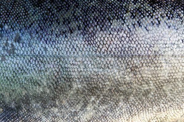 Fish Scales Texture