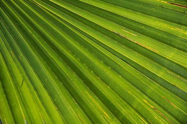 Palm leaf closeup texture