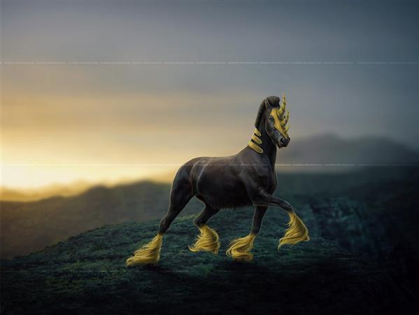Black and Gold Horse Morphing in  Photoshop