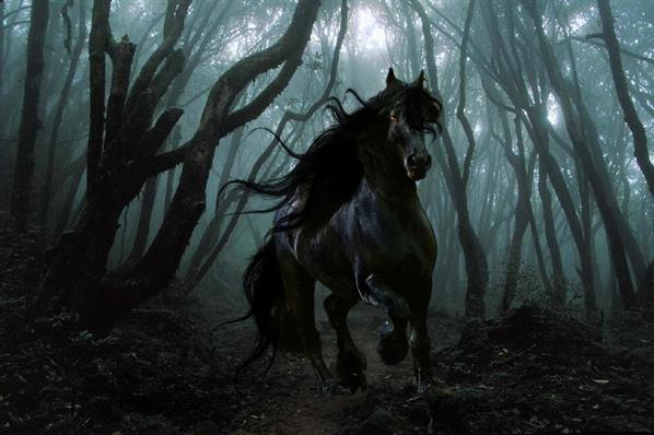 Black horse in Dark Forest Photoshop Work