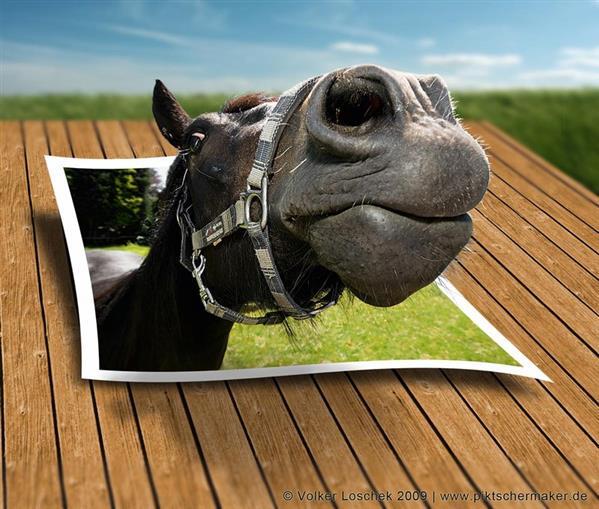 Pop Up Horse Photo Efect