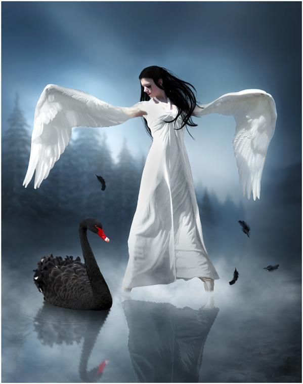 Black Swan White Swan Photoshop Manipulation